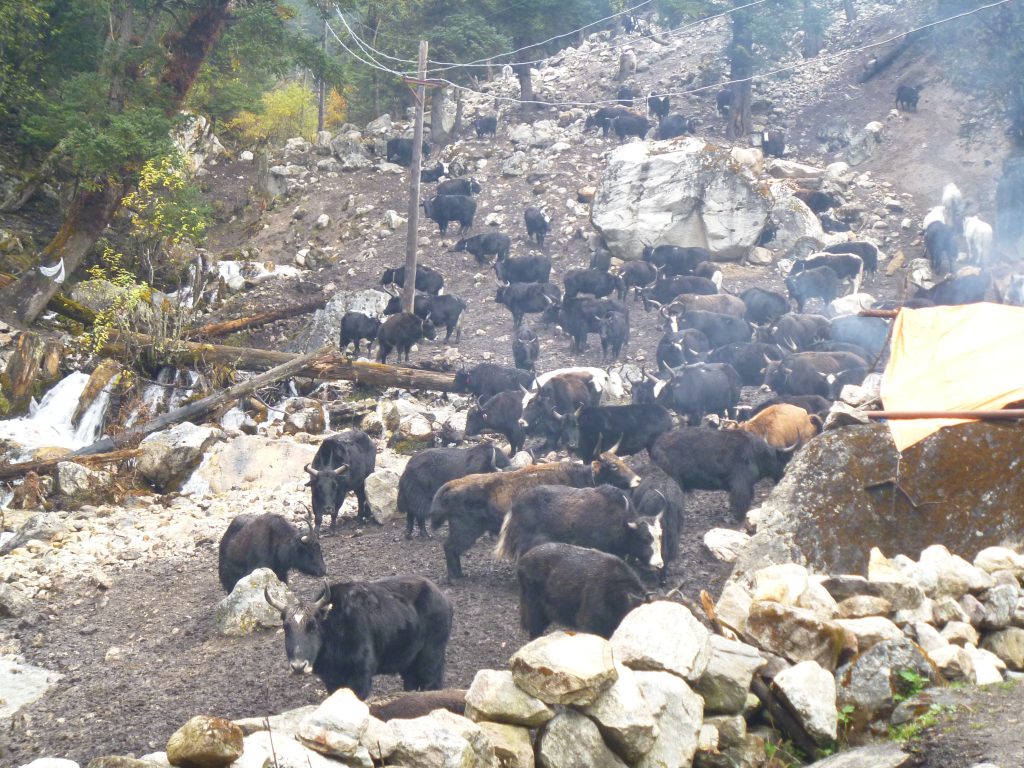 12-Days Manaslu Circuit Trek